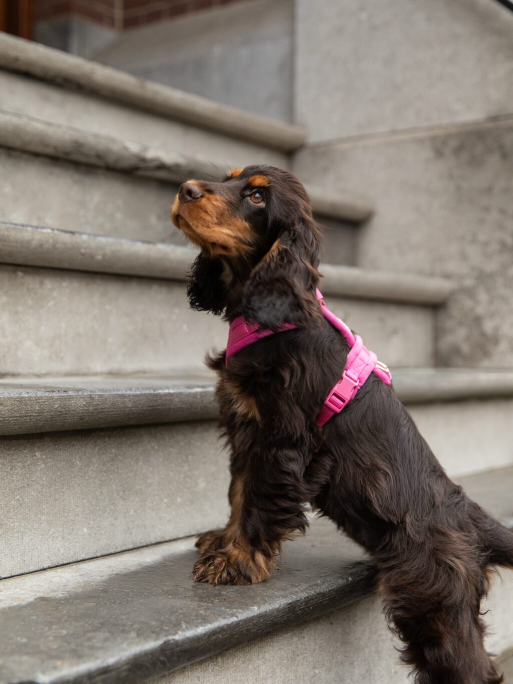 Instagram post from scottysdoggoods. This post is in position 2.