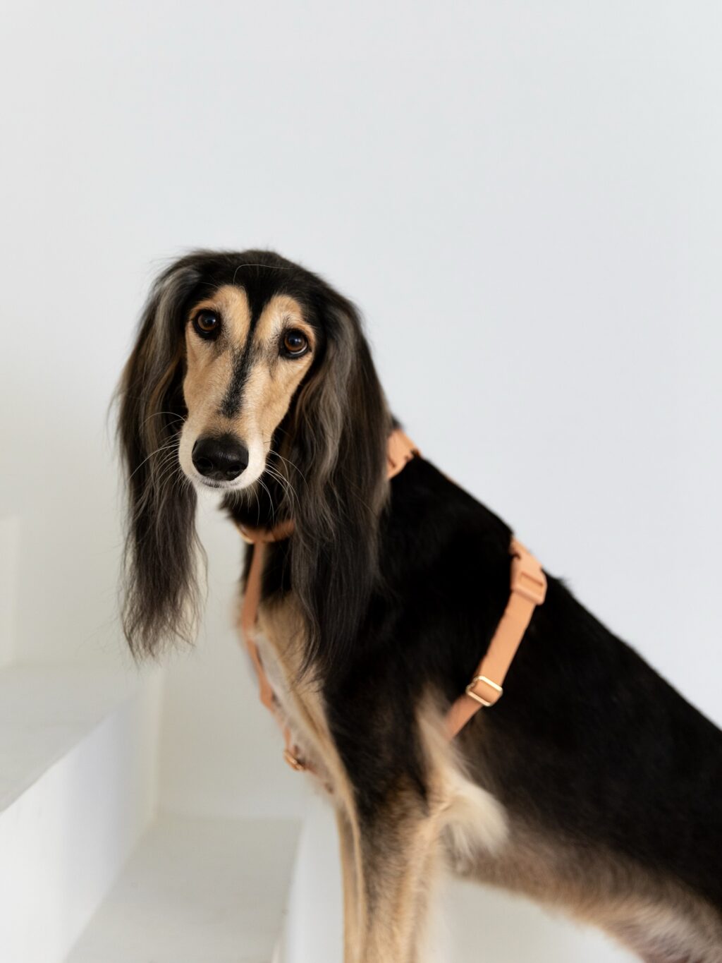 Instagram post from scottysdoggoods. This post is in position 1.