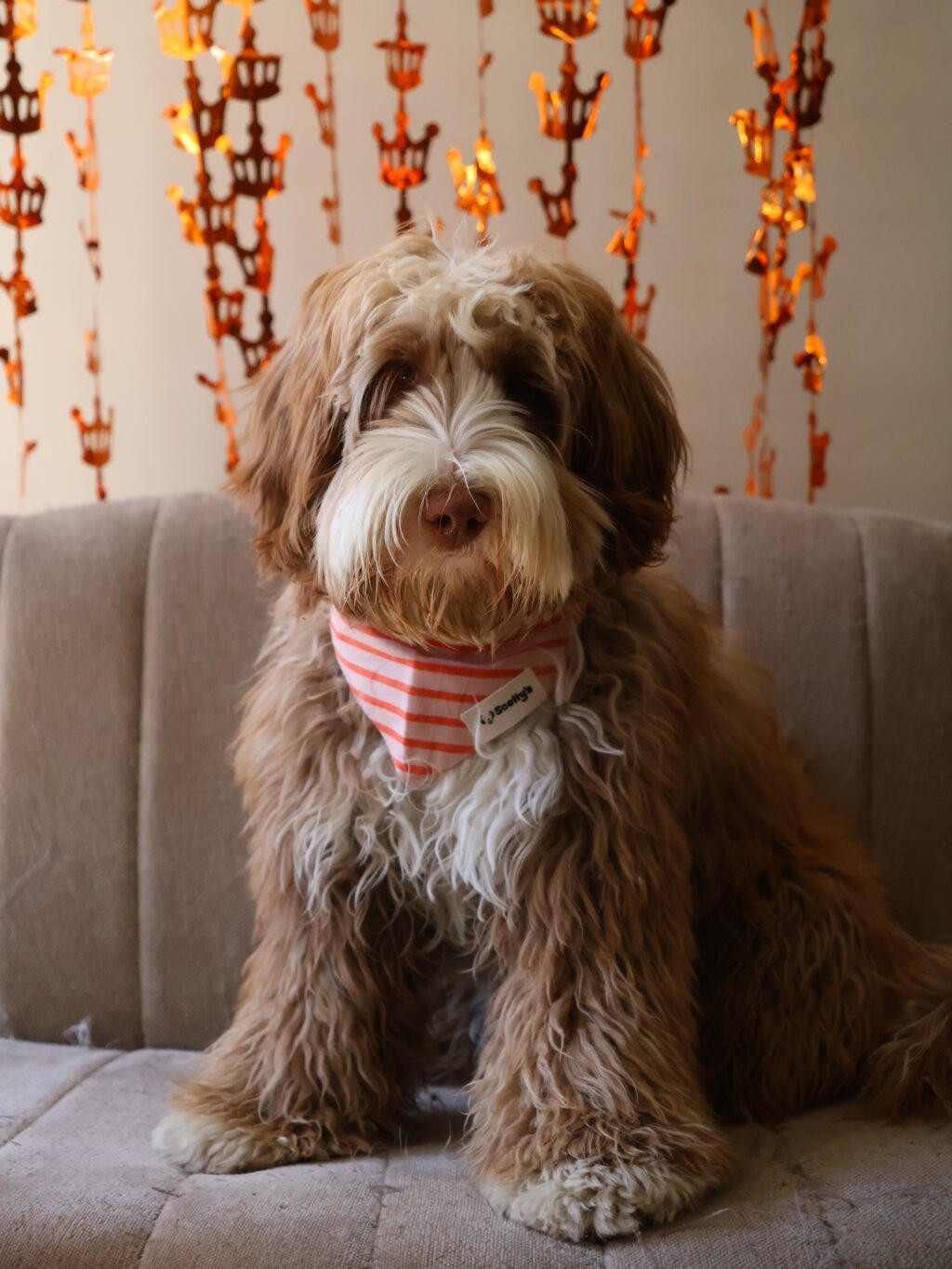 Instagram post from scottysdoggoods. This post is in position 3.