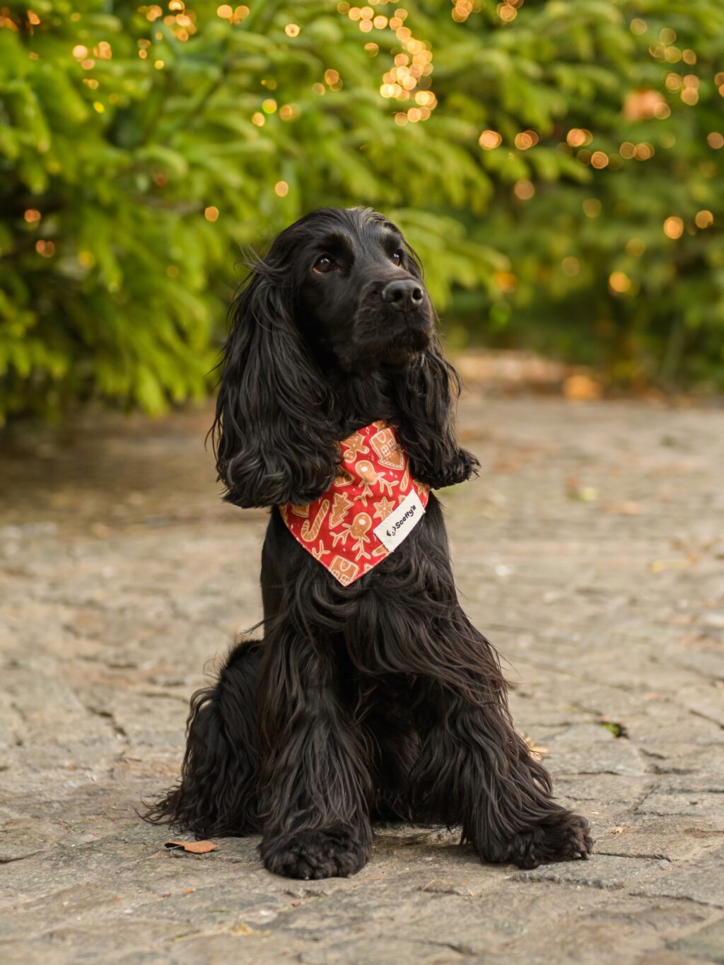 Instagram post from scottysdoggoods. This post is in position 2.