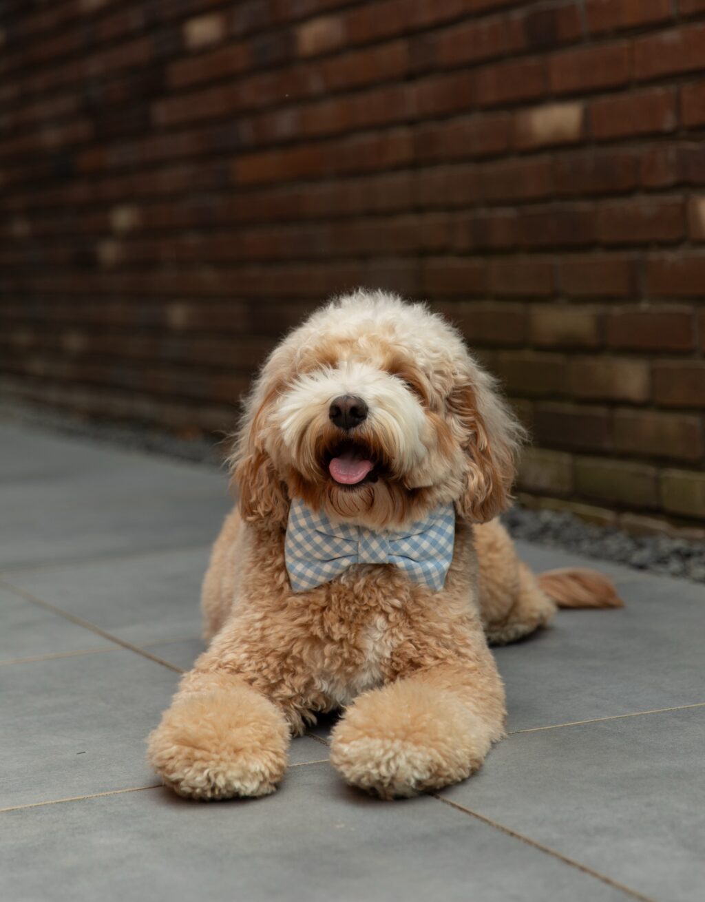 Instagram post from scottysdoggoods. This post is in position 2.