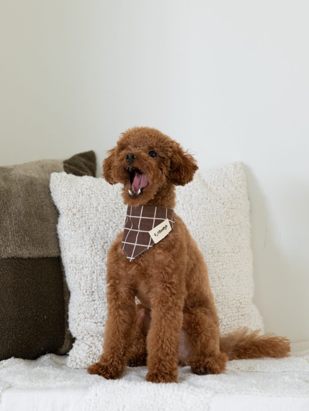 Instagram post from scottysdoggoods. This post is in position 6.