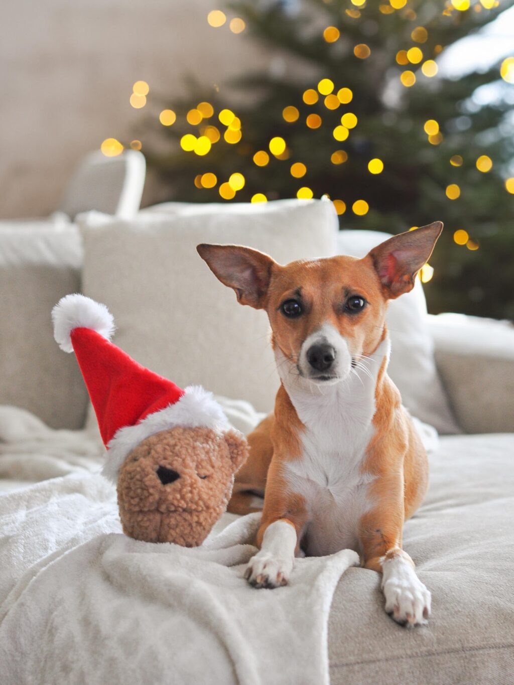 Instagram post from scottysdoggoods. This post is in position 1.