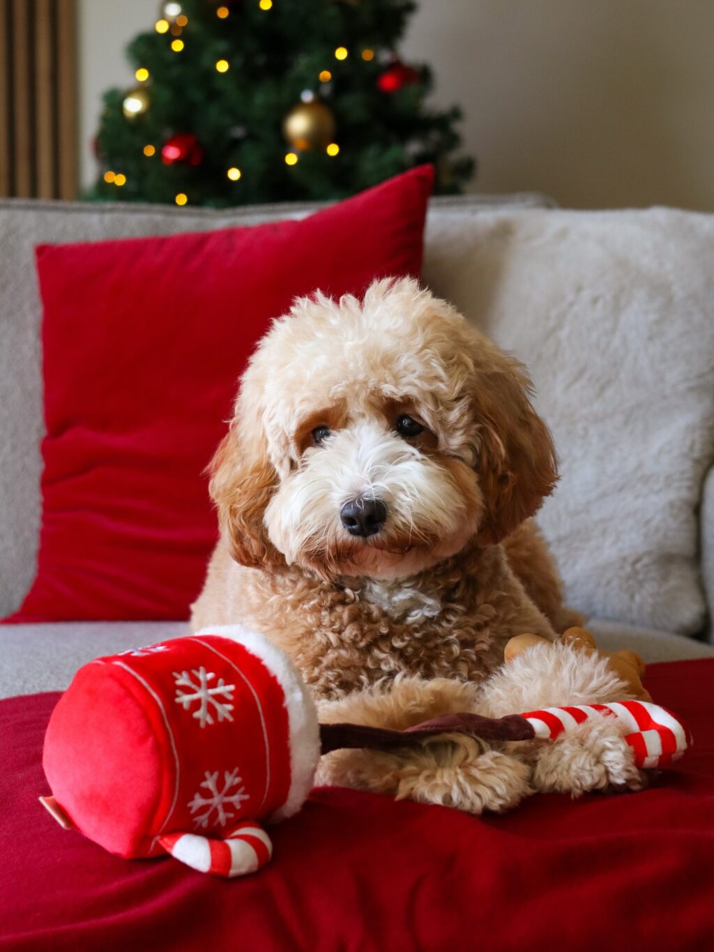 Instagram post from scottysdoggoods. This post is in position 1.