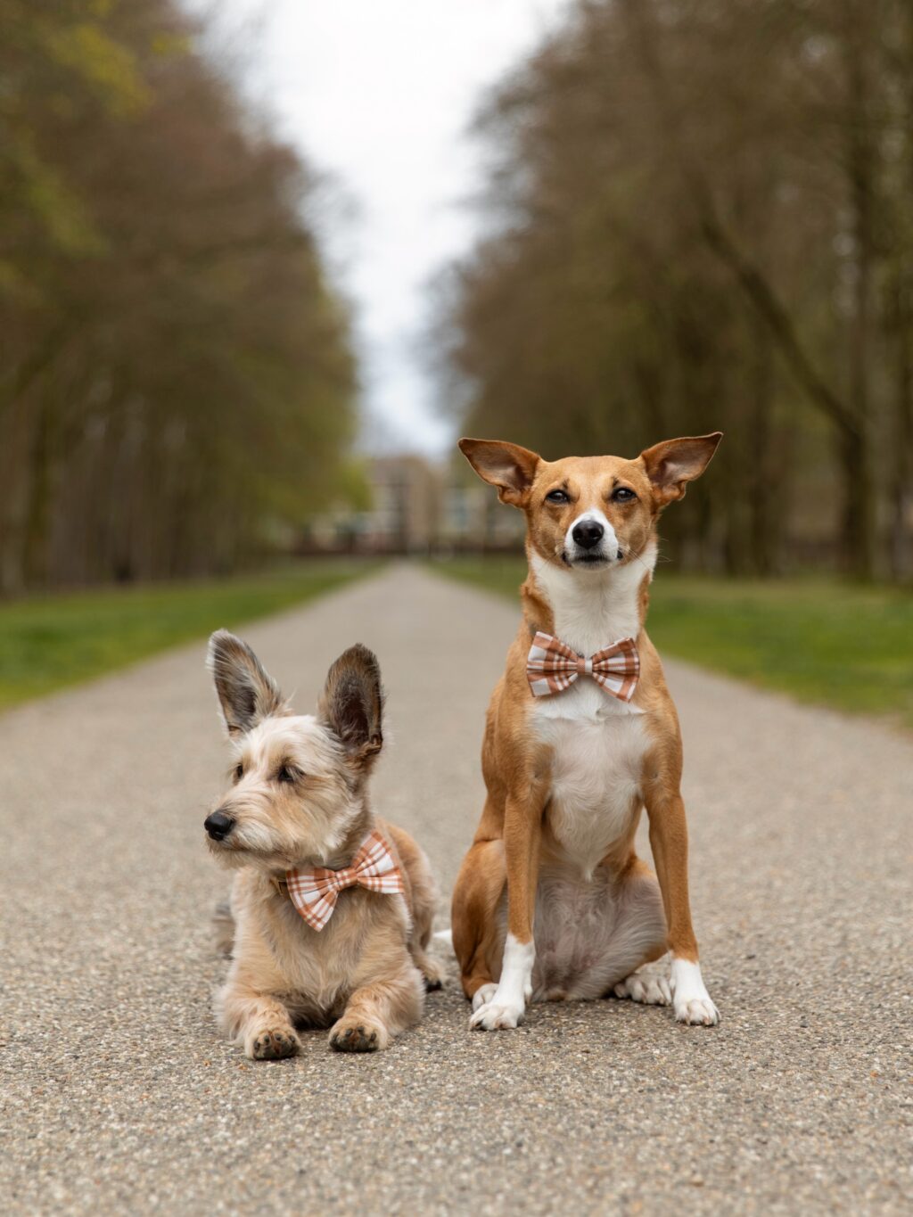 Instagram post from scottysdoggoods. This post is in position 4.