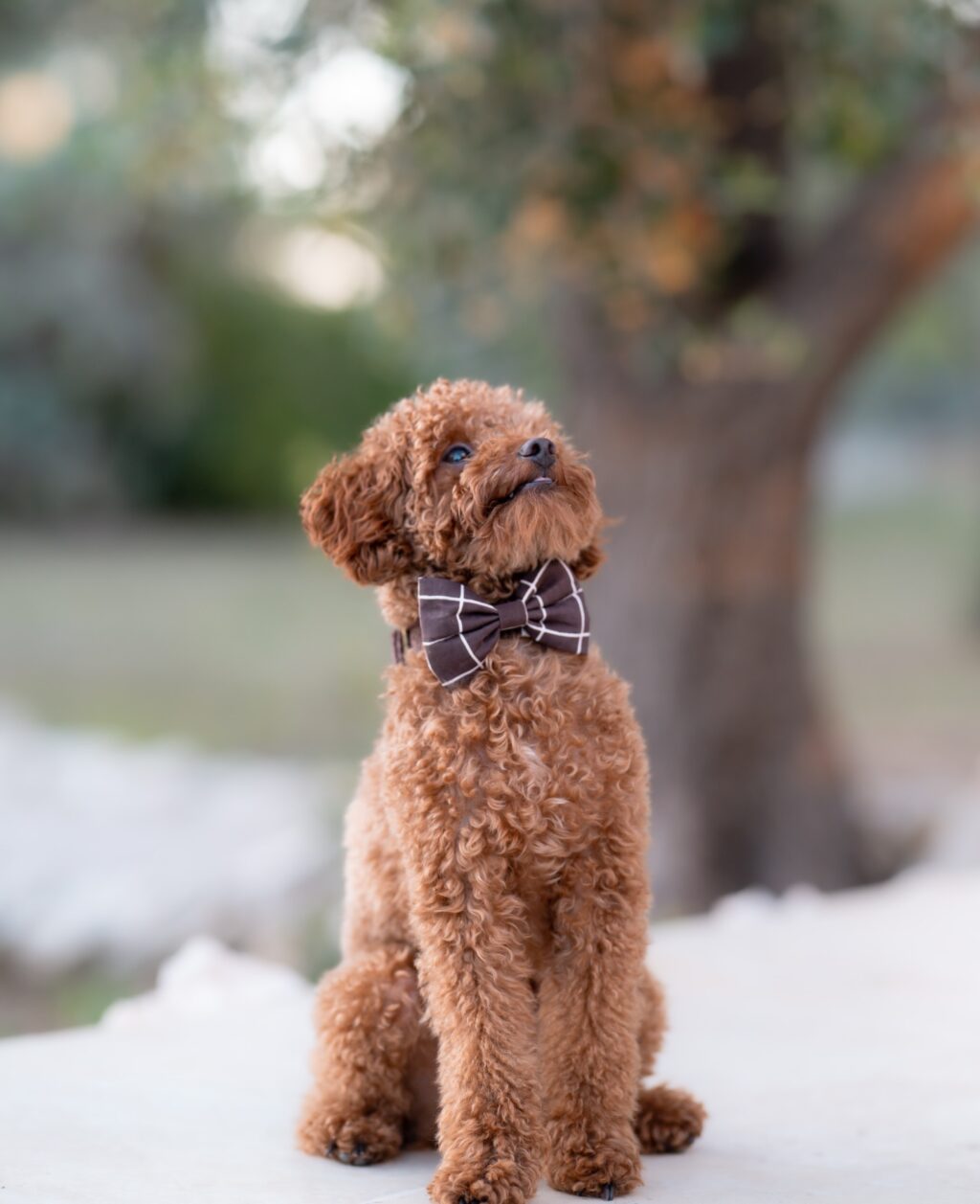 Instagram post from scottysdoggoods. This post is in position 1.