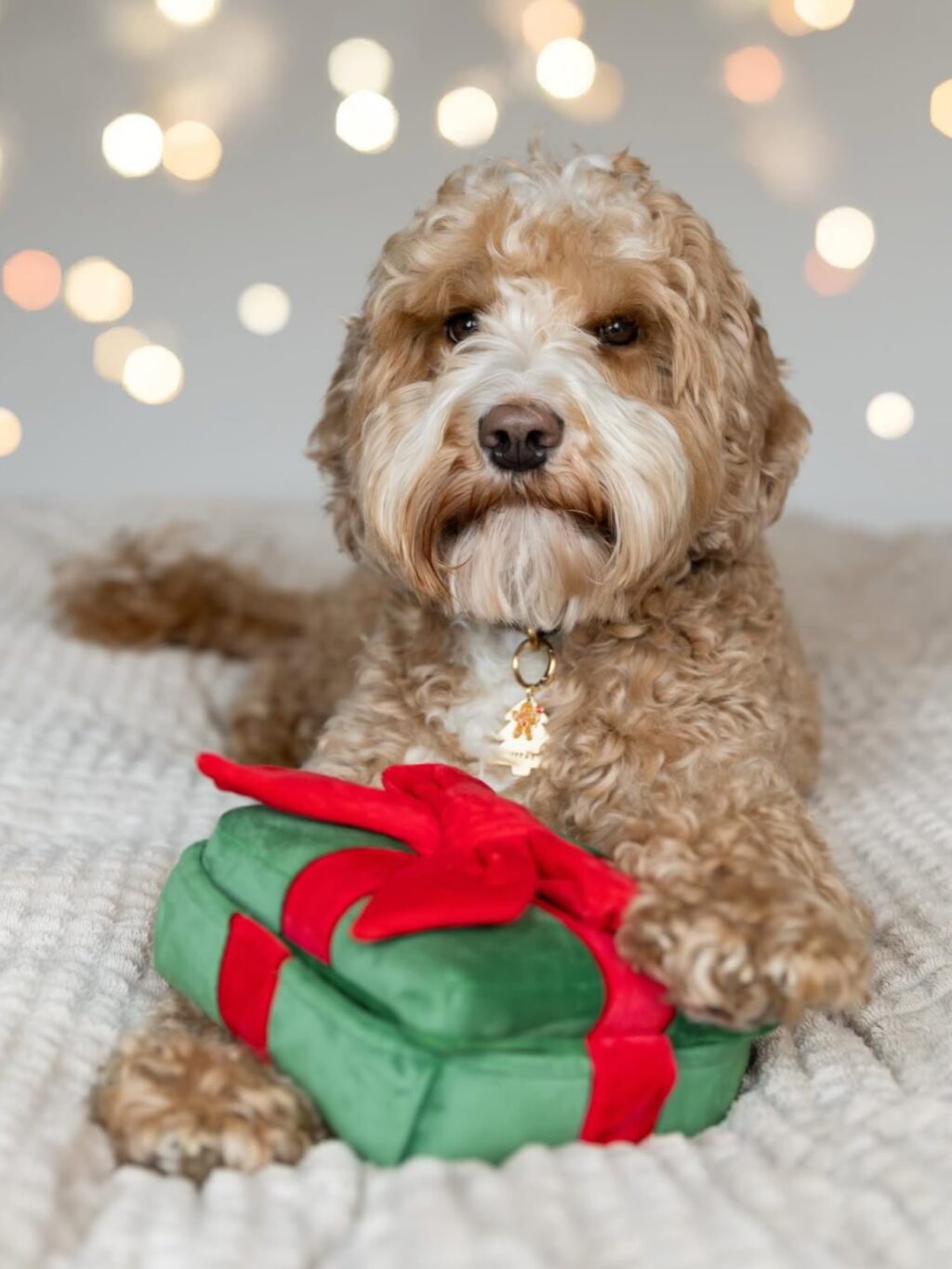 Instagram post from scottysdoggoods. This post is in position 9.