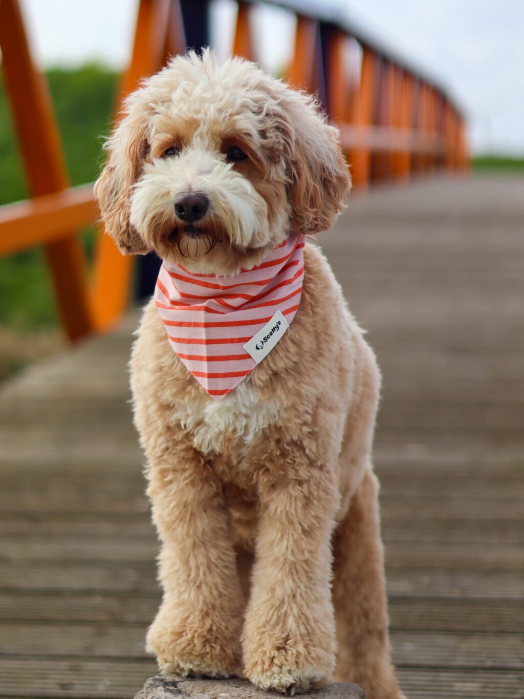 Instagram post from scottysdoggoods. This post is in position 6.