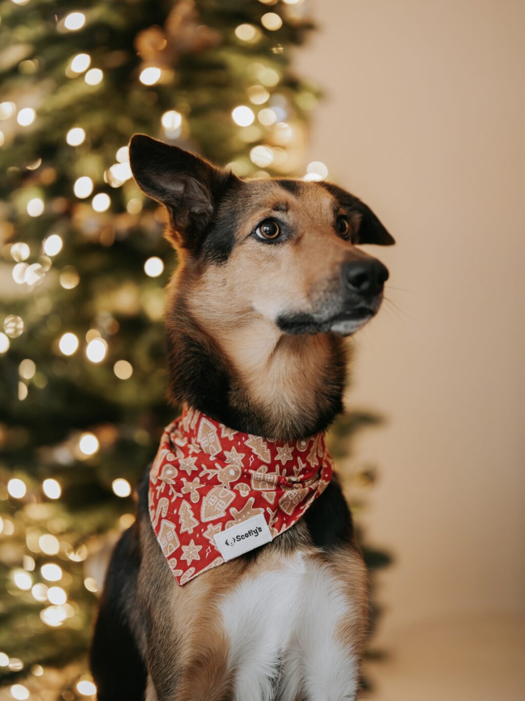 Instagram post from scottysdoggoods. This post is in position 11.