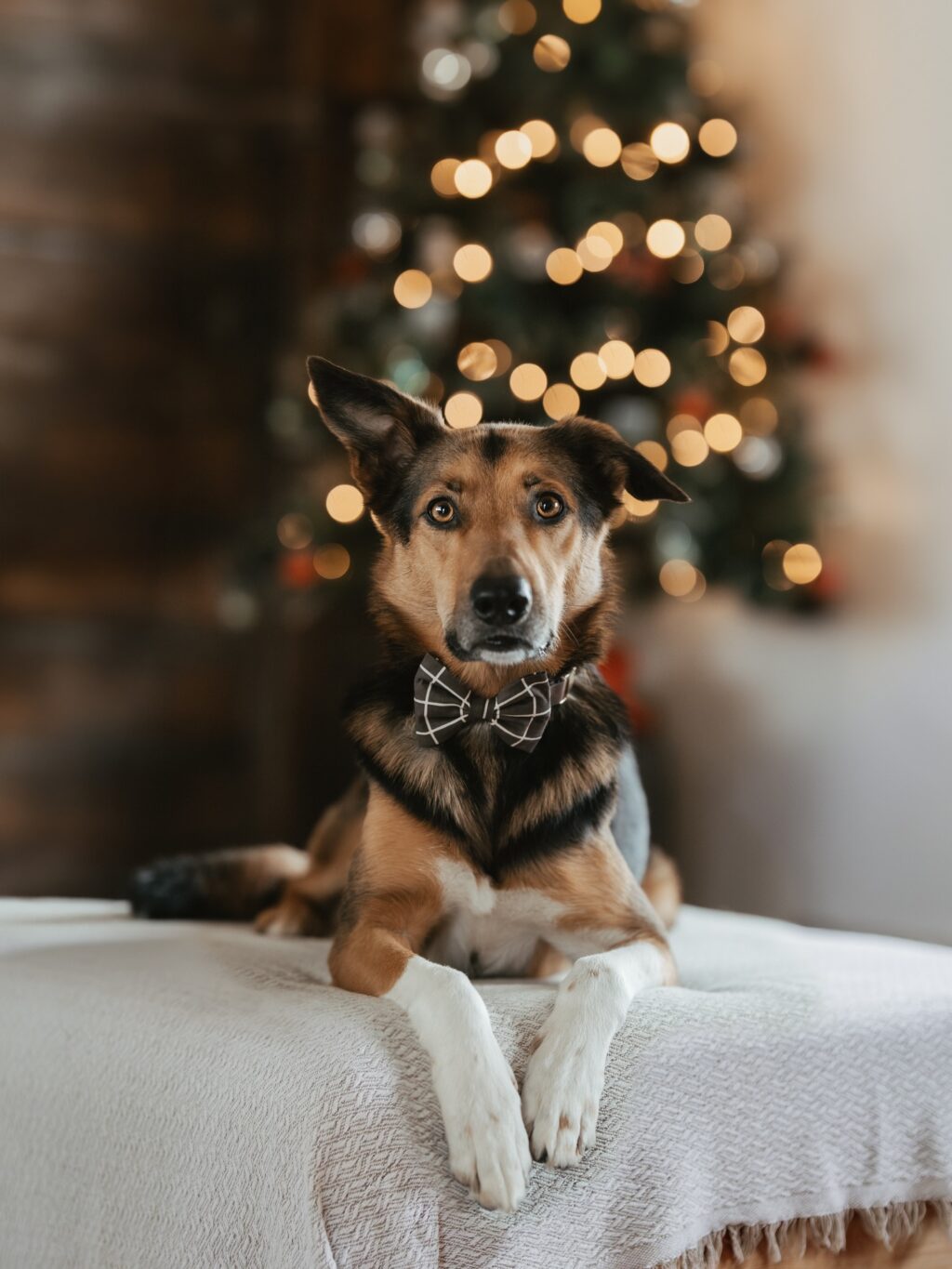 Instagram post from scottysdoggoods. This post is in position 1.