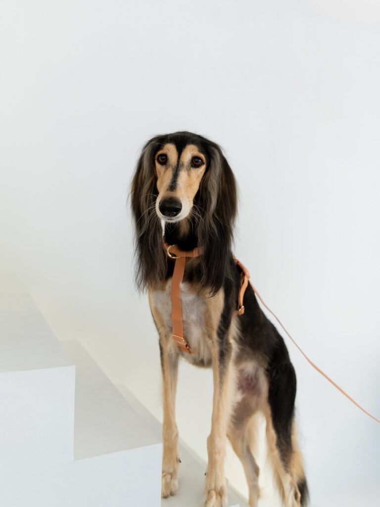 Instagram post from scottysdoggoods. This post is in position 2.