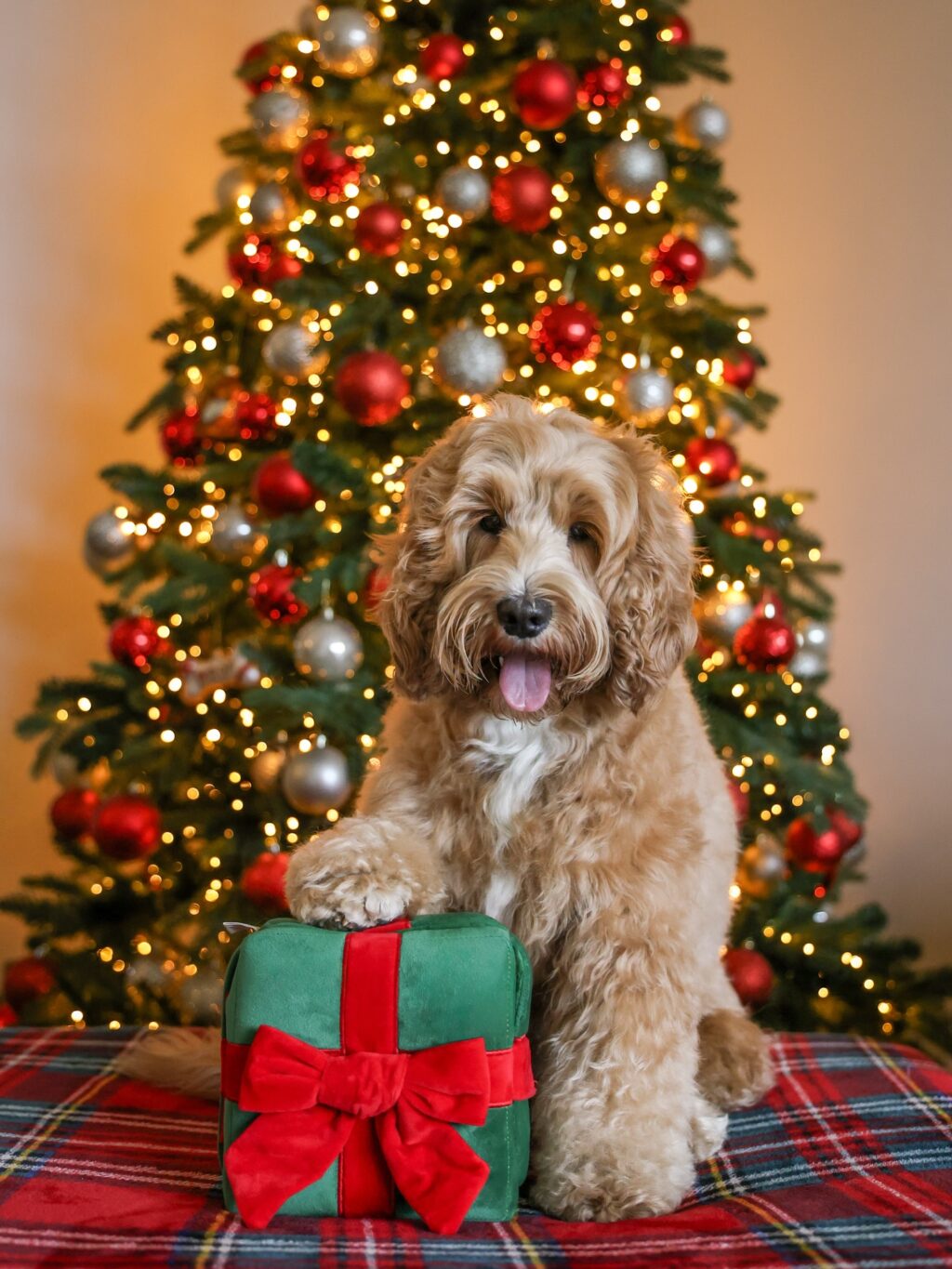 Instagram post from scottysdoggoods. This post is in position 0.