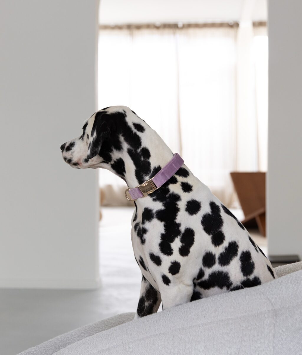 Instagram post from scottysdoggoods. This post is in position 0.