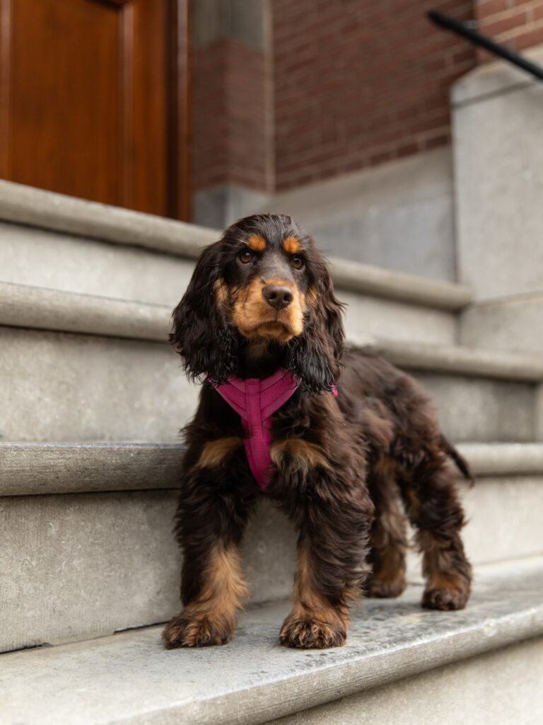 Instagram post from scottysdoggoods. This post is in position 1.