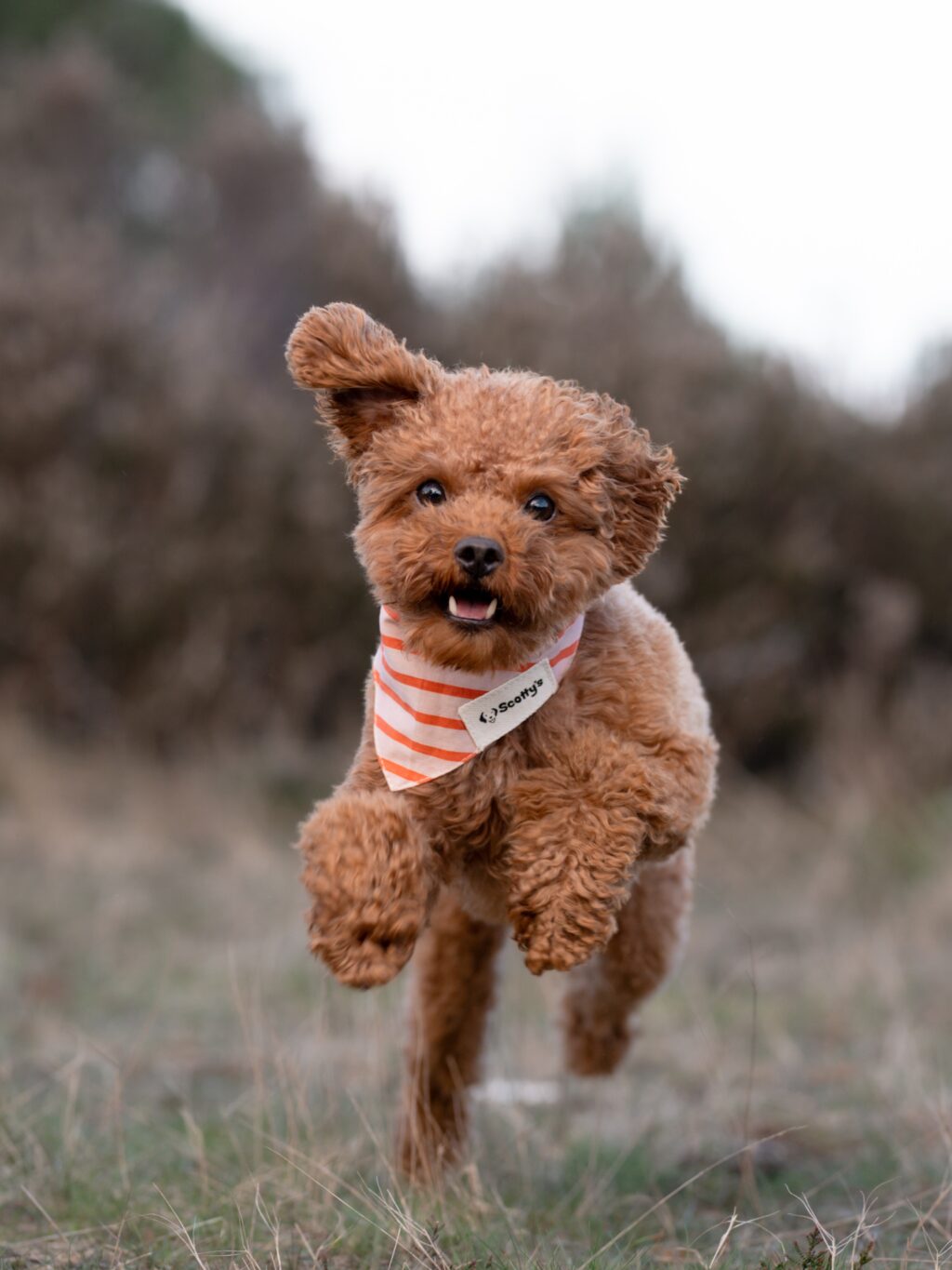 Instagram post from scottysdoggoods. This post is in position 2.