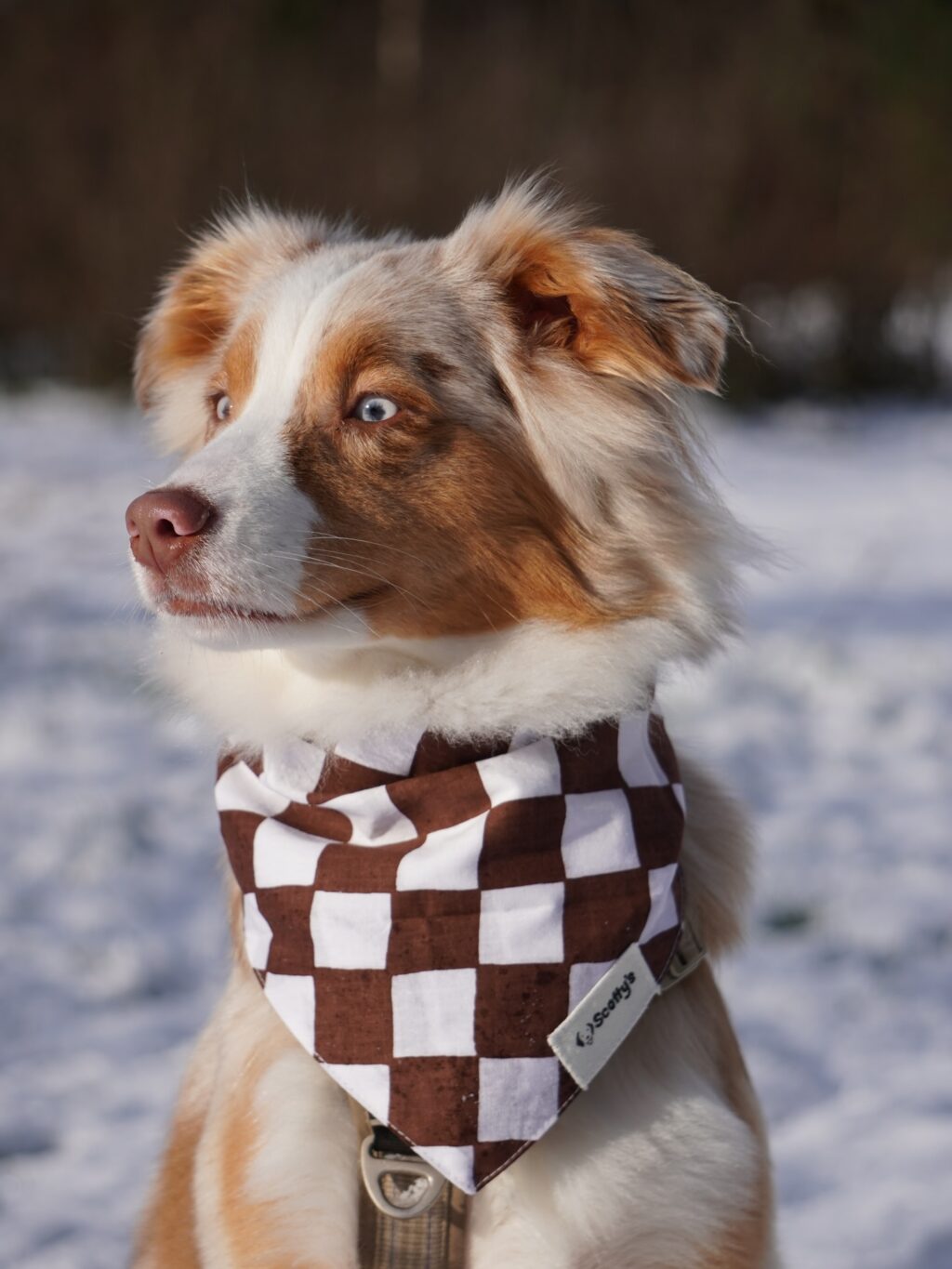 Instagram post from scottysdoggoods. This post is in position 3.