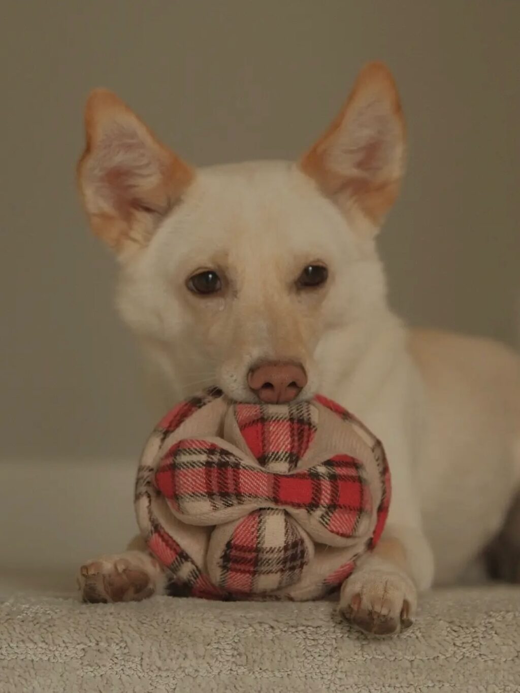 Instagram post from scottysdoggoods. This post is in position 16.