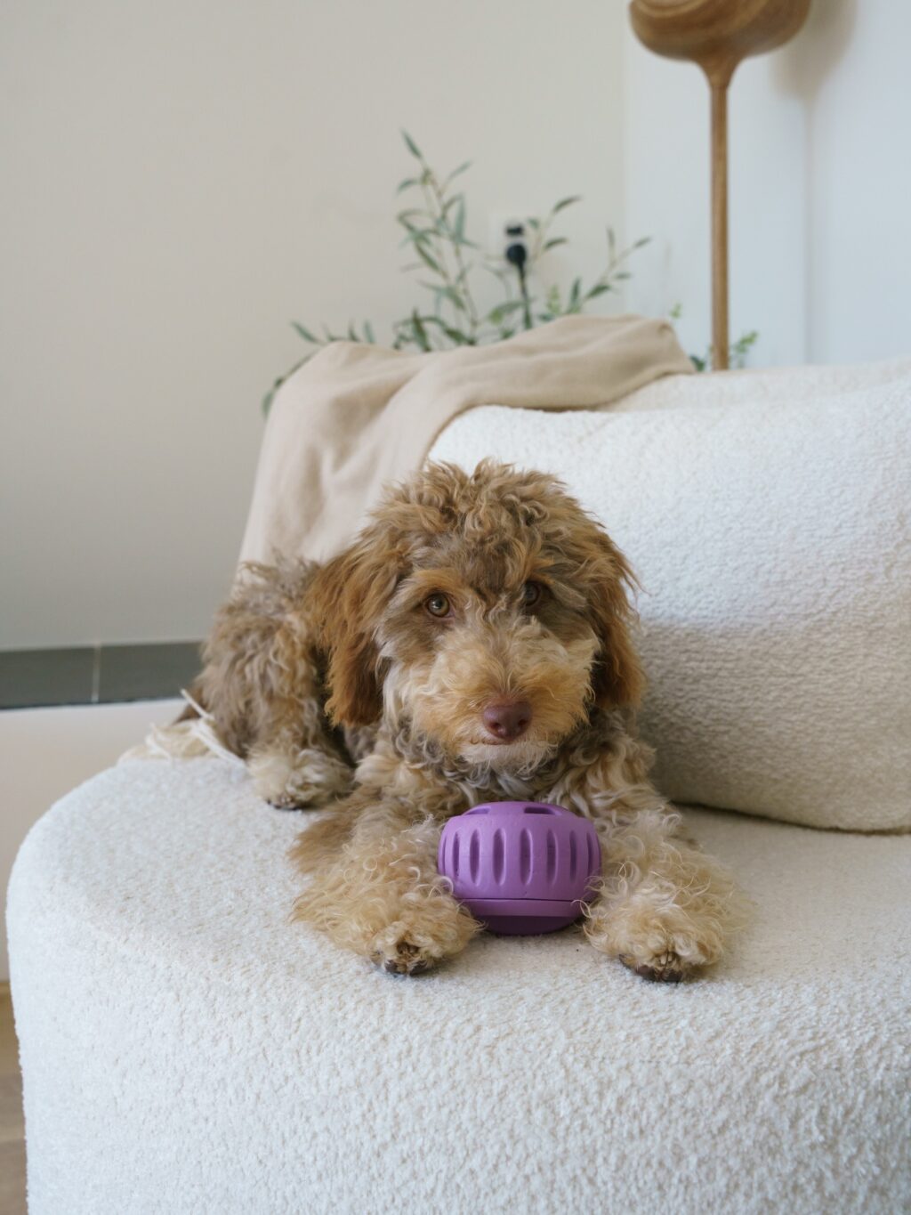 Instagram post from scottysdoggoods. This post is in position 7.