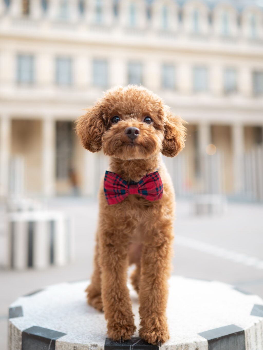 Instagram post from scottysdoggoods. This post is in position 2.