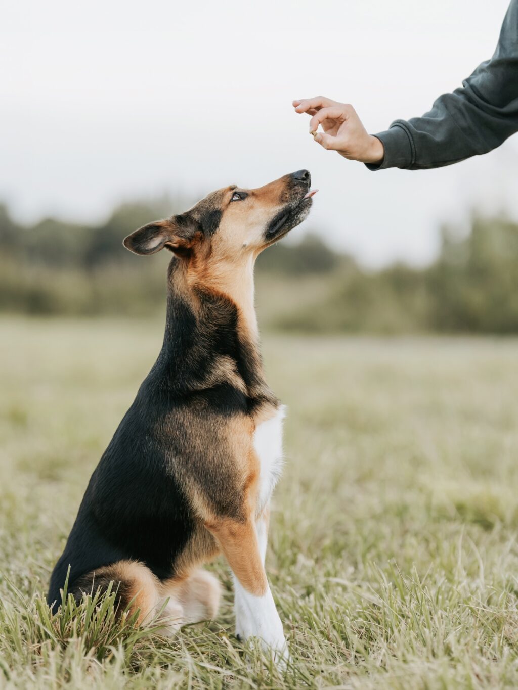 Instagram post from scottysdoggoods. This post is in position 2.