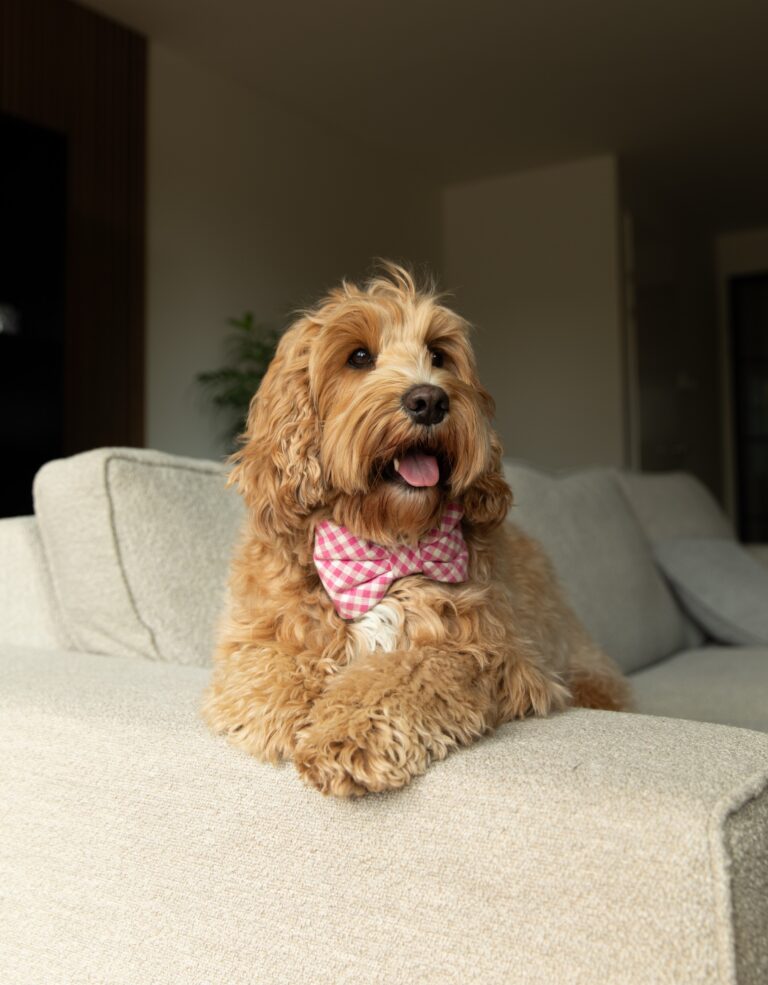 Instagram post from scottysdoggoods. This post is in position 1.